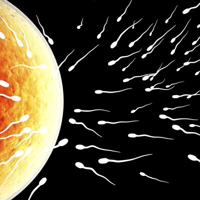 Spermatozoons, floating to ovule