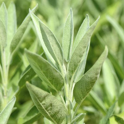 Clary Sage