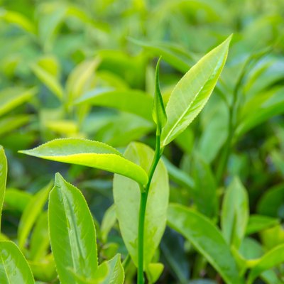 Beautiful freshly picked green tea leaves