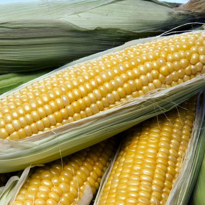 Corn on the cob fresh from farm