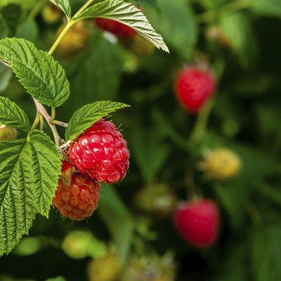 Ripe raspberries on a plant.