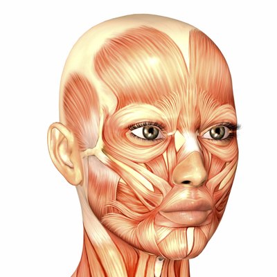 Illustration of the anatomy of a female human face