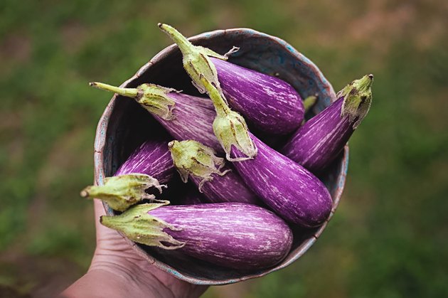 Eggplant is a nightshade vegetable.