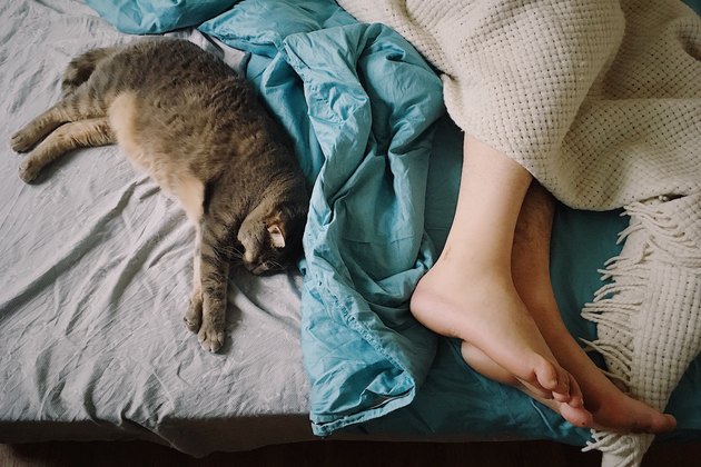 woman sleeping in bed next to kitten