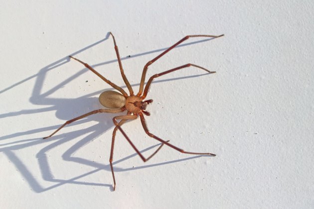 Are Brown Recluse Bites Fatal to Infants? | Livestrong.com