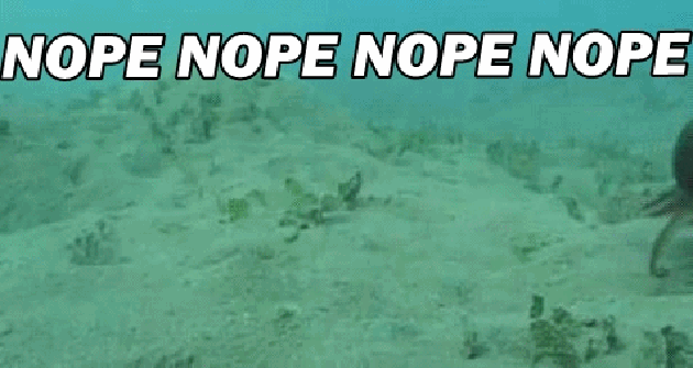 octopus nope