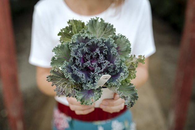 Dark green leafy plant held by woman at nursery low starchy vegetables