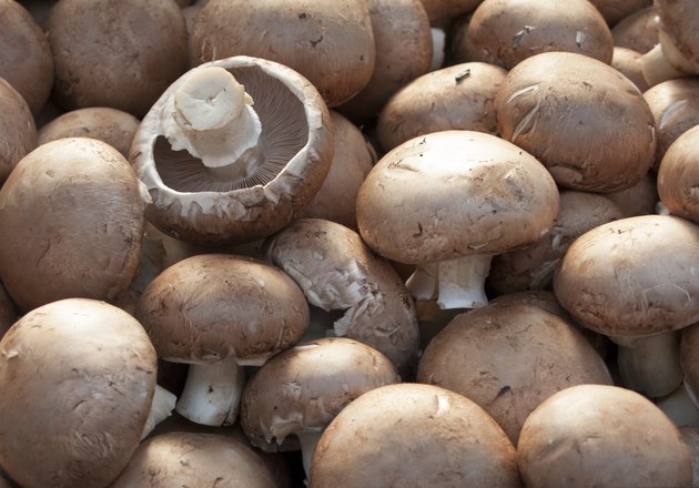 Portobello mushrooms Agaricus bisporus in display for sale