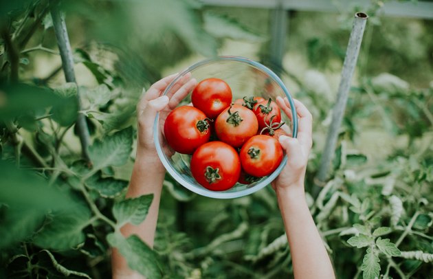 Hands holding bowl of tomatoes