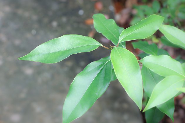 Leaf of Cinnamomum camphora tree