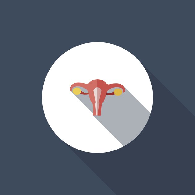 Uterus illustration showing ovaries where some female hormones are made
