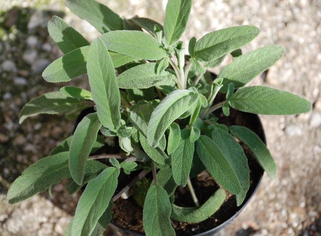 Pineapple Sage Plant