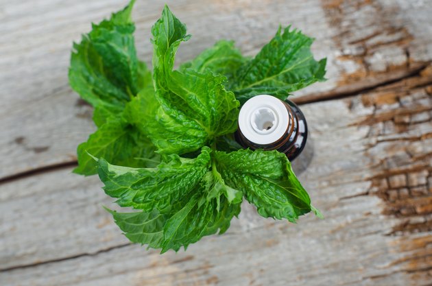 Small bottle with essential mint oil on the old wooden background. Fresh spearmint leaves close up. Aromatherapy, spa and herbal medicine ingredients. Copy space