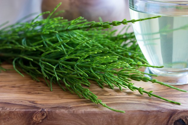 Fresh horsetail on a wooden table
