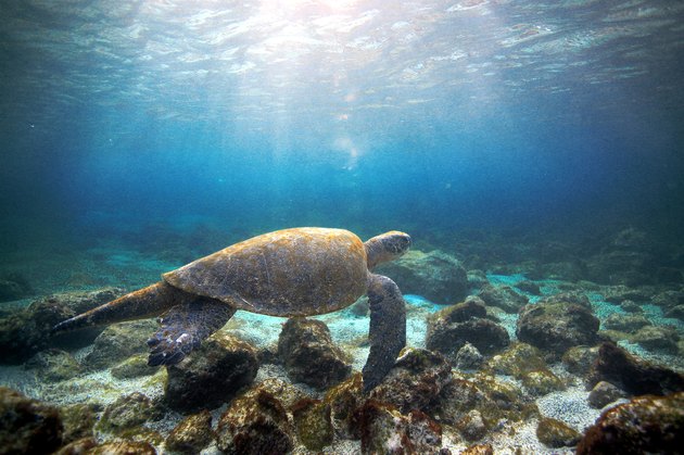 Tortoise swimming near the Galapagos Islands