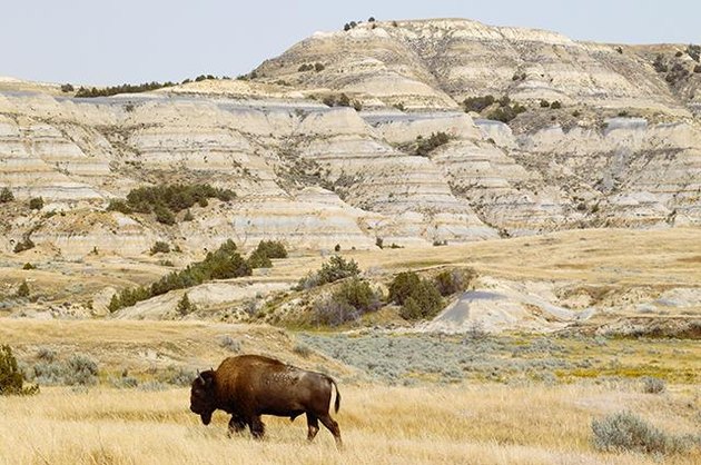 Theodore Roosevelt National Park, North Dakota