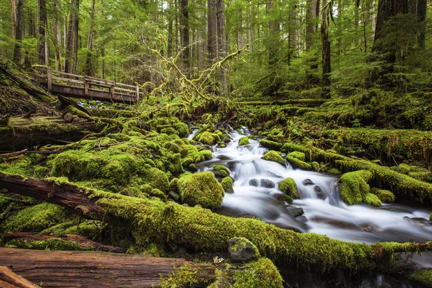 Beautiful cascade waterfall in Sol Duc falls trail