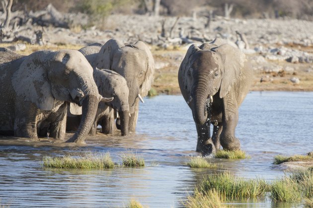 Elephants in Etosha
