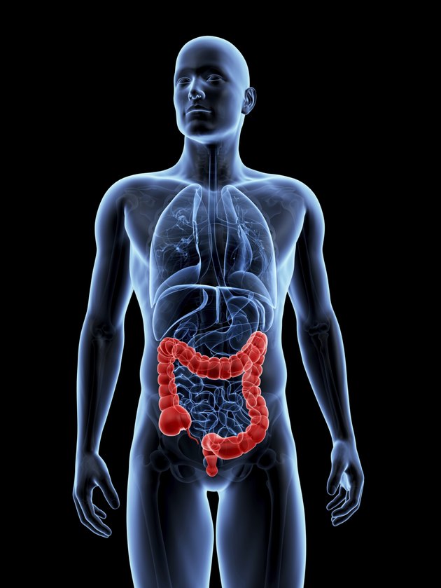 male colon