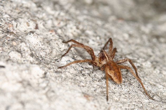spider