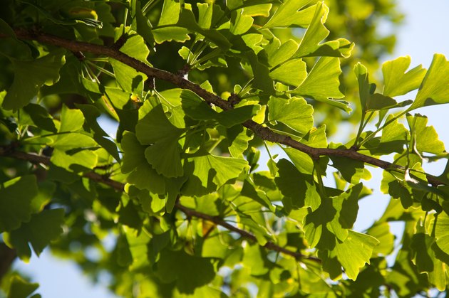 ginko tree, Ginkgo biloba