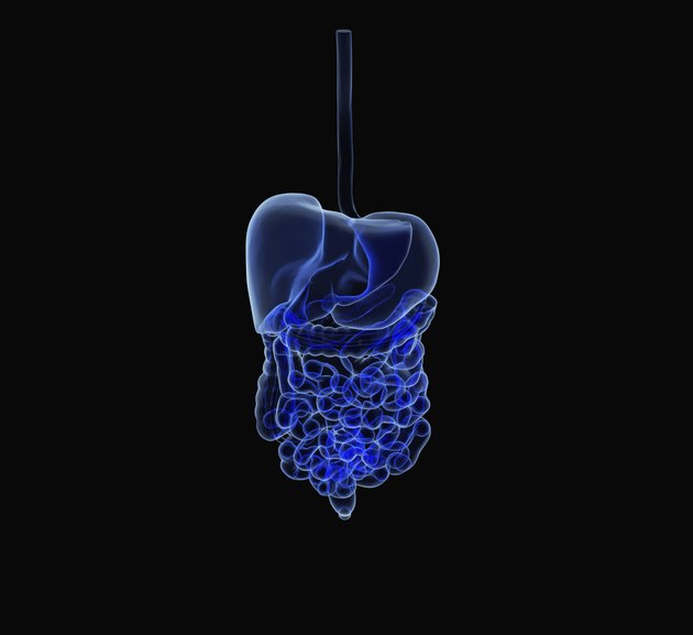Human digestive System
