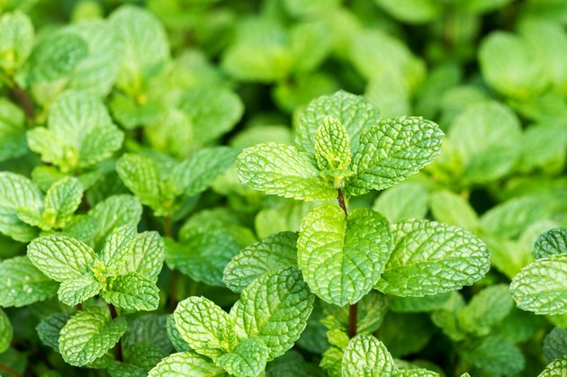 Fresh mints