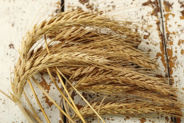 Rye (Barley) Ears