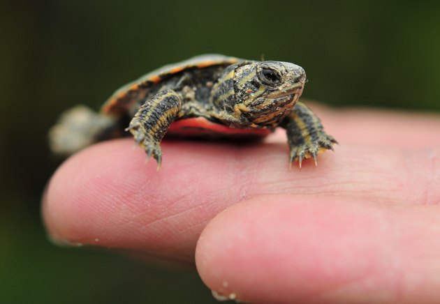 Baby turtle in Hand