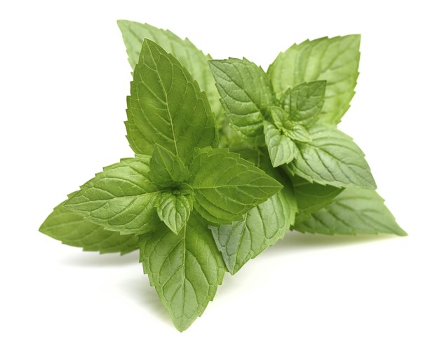 Leaves of mint