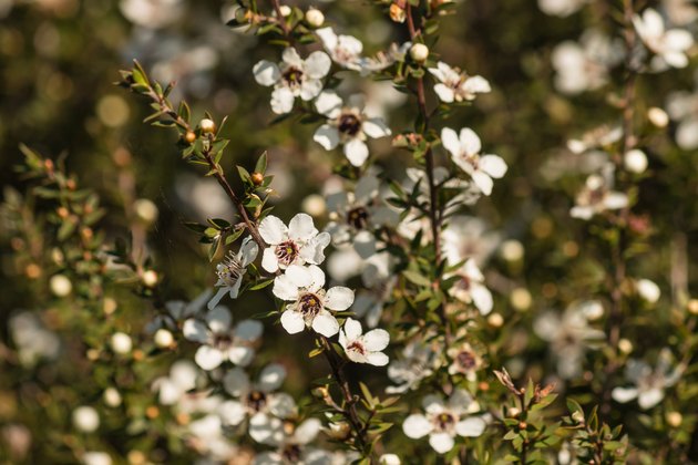 New Zealand teatree in bloom