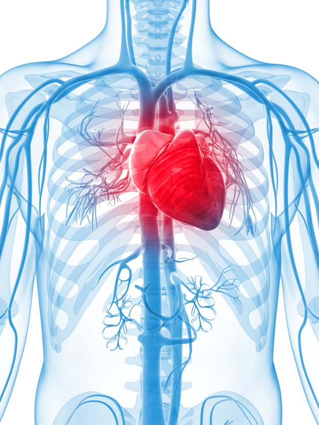 human heart