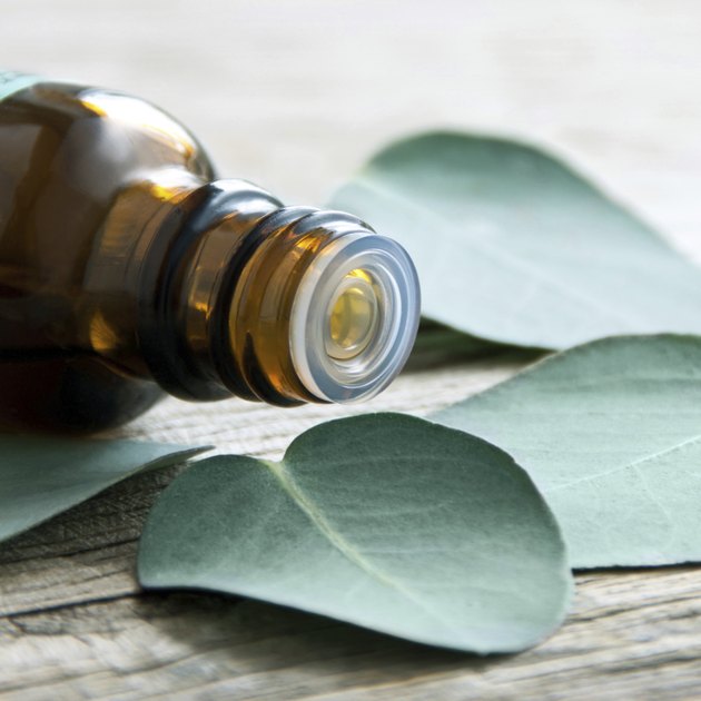 Eucalyptus oil and leaves