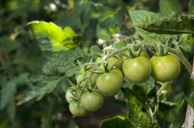 Tomatoes