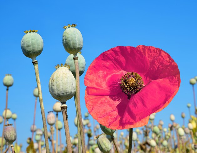 Poppy heads
