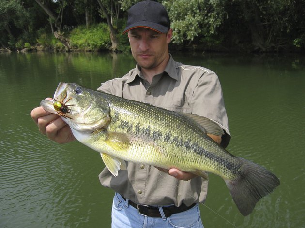Largemouth bass