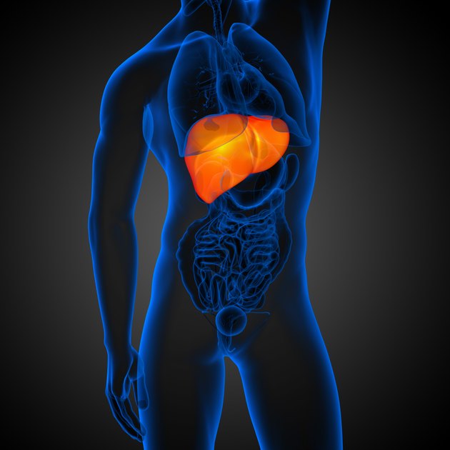 3d render medical illustration of the liver
