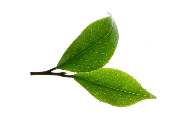 Close-up of tea leaves