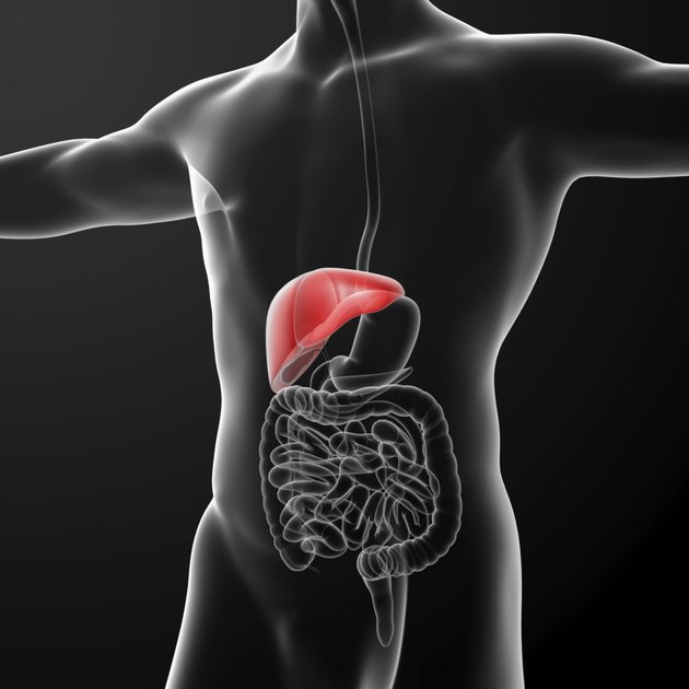 Human digestive system liver red colored