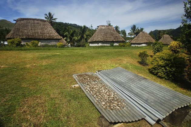 Kava root drying in Navala village, Viti Levu island, Fiji