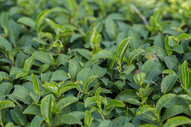 tea tree plantation