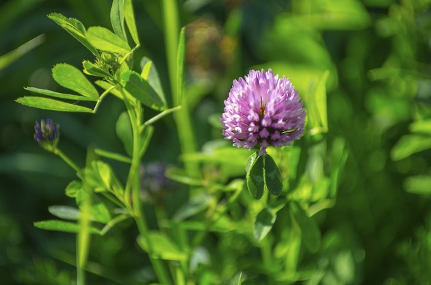 Trifolium pratense - Red clover in late summer sun