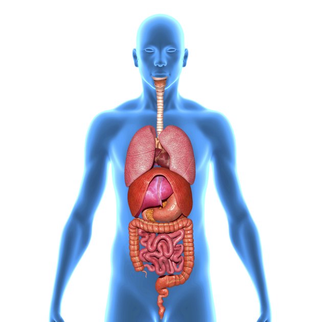 Human Organs