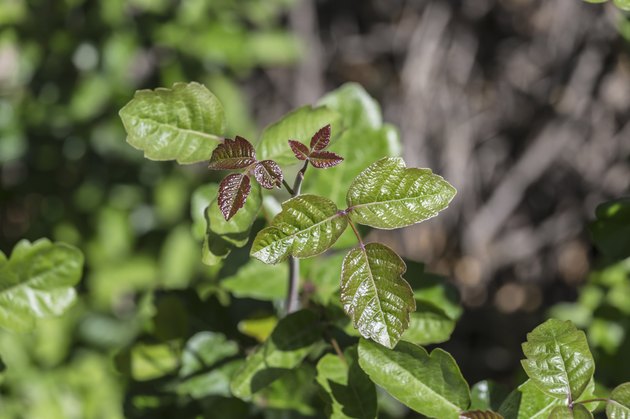 Poison Oak