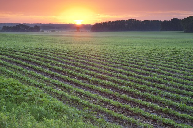 Soybean field at sunrise