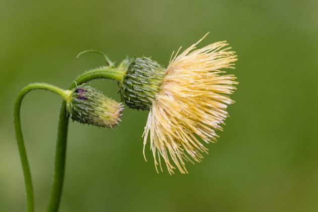 yellow thistle flowerhead and bud