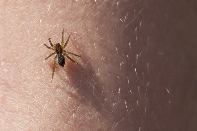 Frightening spider on the skin of hands.