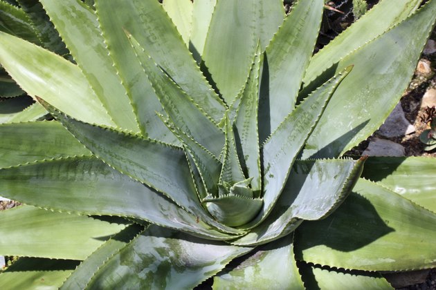 Cactus aloe