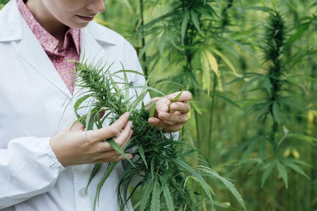 Female scientist in a hemp field checking plants and flowers.