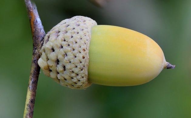 Oak acorn
